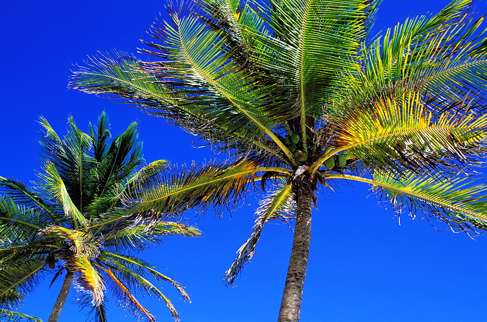 Coconut palm, Feuillere beach, Marie Galante island, Guadeloupe, Caribbean, Central America