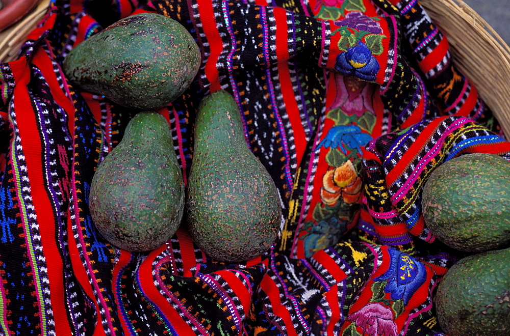 Avocado, Solola, Guatemala, Central America