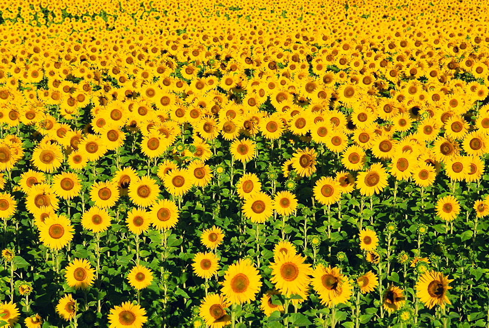 Field of sunflowers, Provence, Vaucluse, France