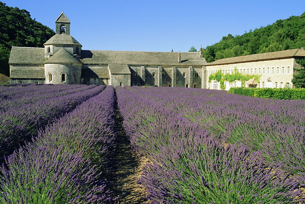 Rows of lavender at the Abbaye de Senanque, Vaucluse, Provence, France, Europe