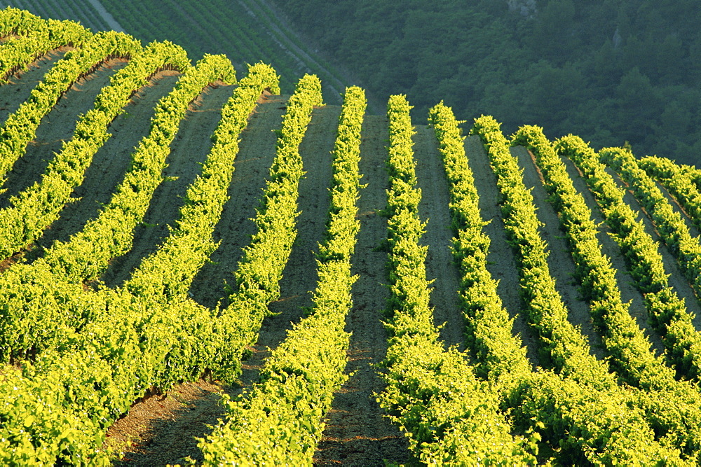 Vineyards, Vignobles de Gigandes, Vaucluse, Provence, France, Europe