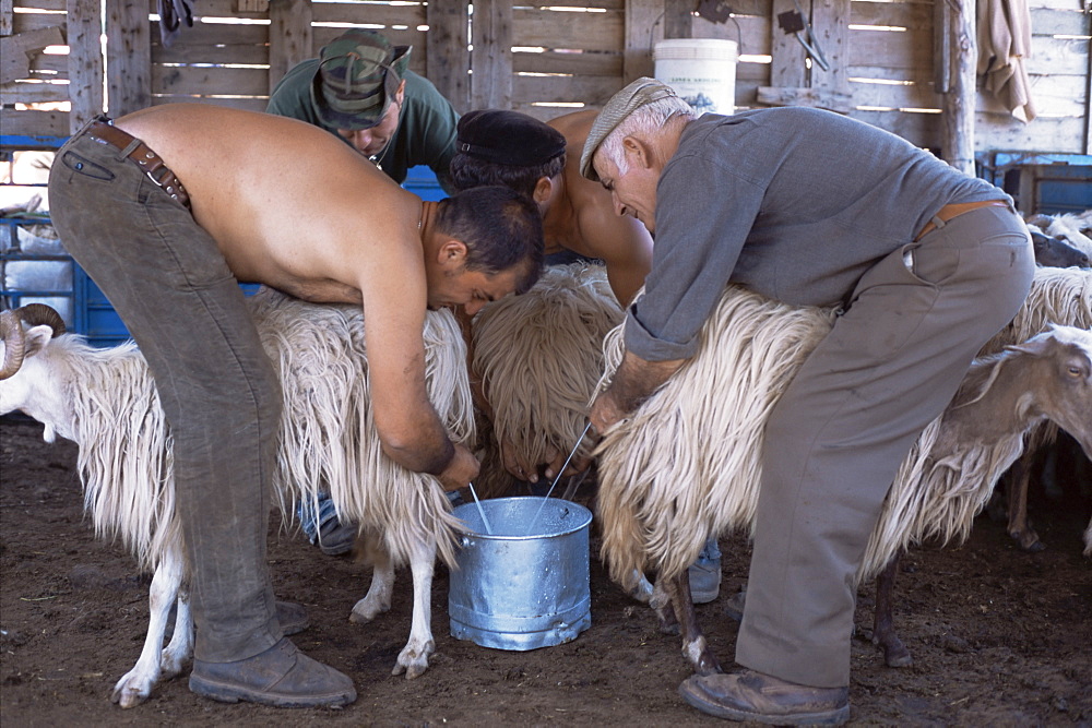 Preparing sheep for shearing, Burcei, Mount Sarrabus, Sardinia, Italy, Europe