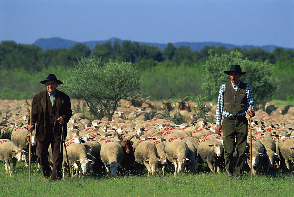 Two shepherds and flock of sheep, St. Remy, Provence, France, Europe