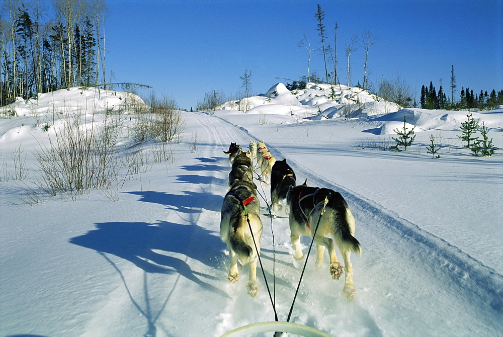 Dog team drawing sledge, Quebec, Canada, North America