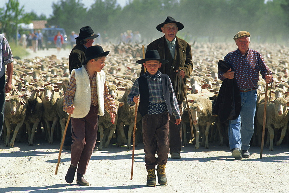 Transhumance Festival, St. Remy, Bouches du Rhone, Provence, France, Europe