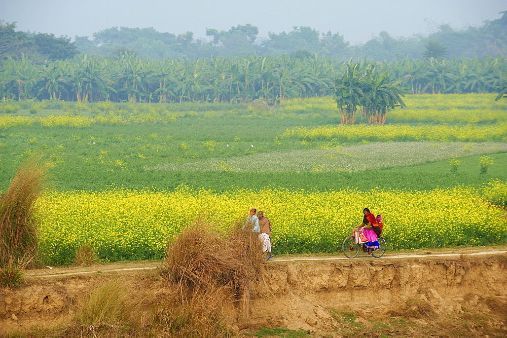 Fields near village on the bank of the Hooghly river, West Bengal, India, Asia 