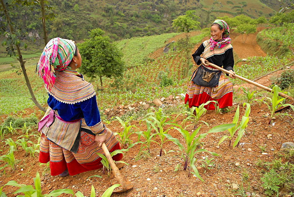 Flower Hmong ethnic woman working in the fields, Bac Ha area, Vietnam, Indochina, Southeast Asia, Asia