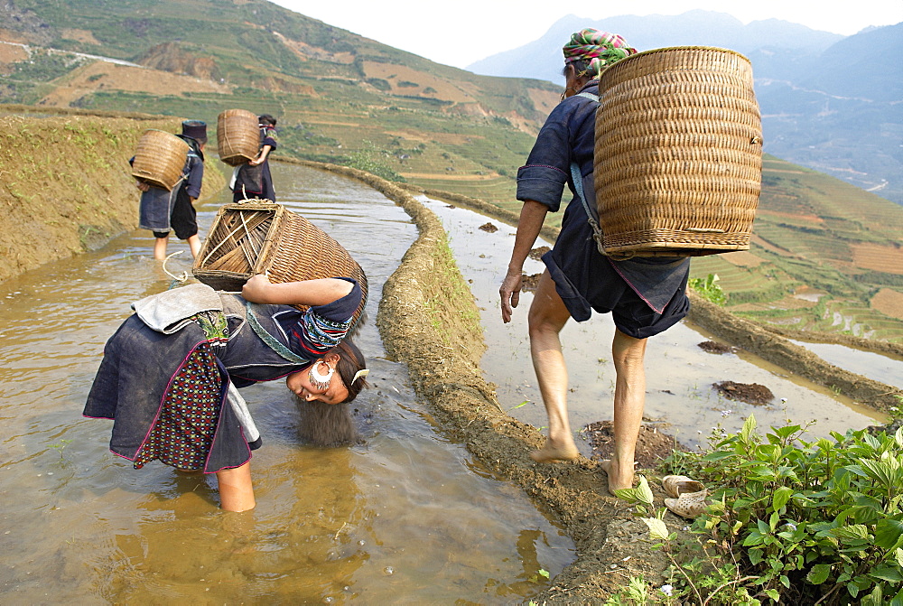 Young girl from Black Hmong ethnic group working on the rice fields, Sapa area, Vietnam, Indochina, Southeast Asia, Asia