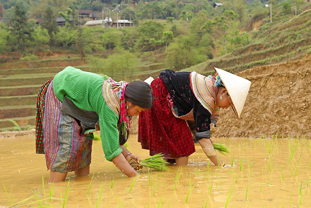 Flower Hmong ethnic group women working in the rice field, Bac Ha area, Vietnam, Indochina, Southeast Asia, Asia 