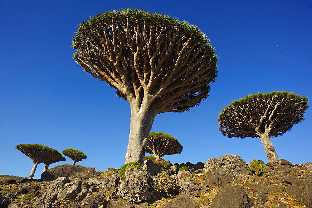 Dragon tree (Dracaena Cinnabari), Socotra Island, Yemen, Middle East 