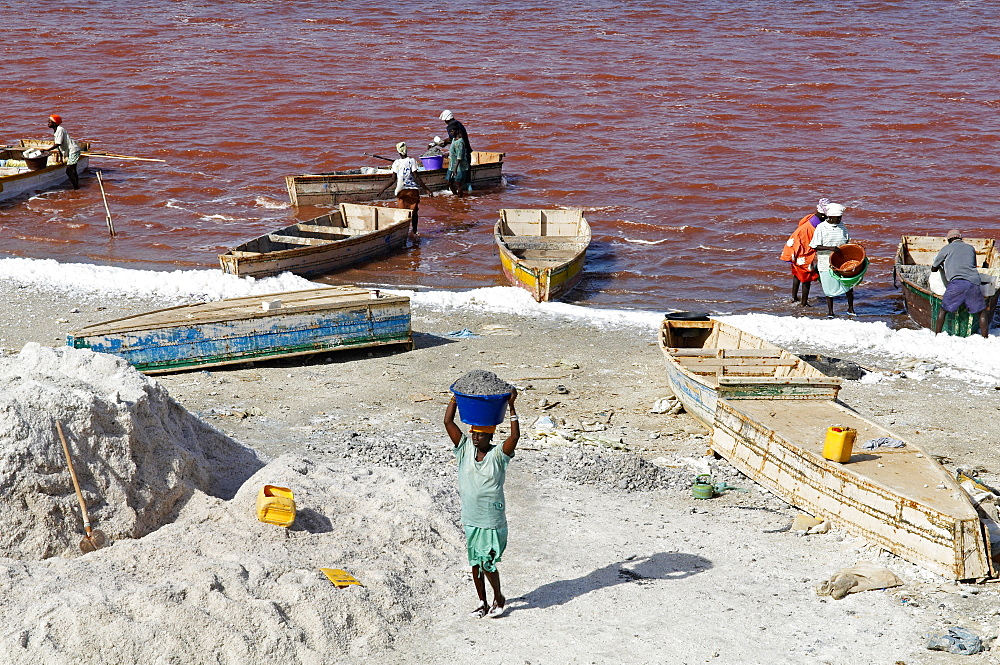 Collecting salt at Redba salt lake (Pink Lake), Senegal, West Africa, Africa