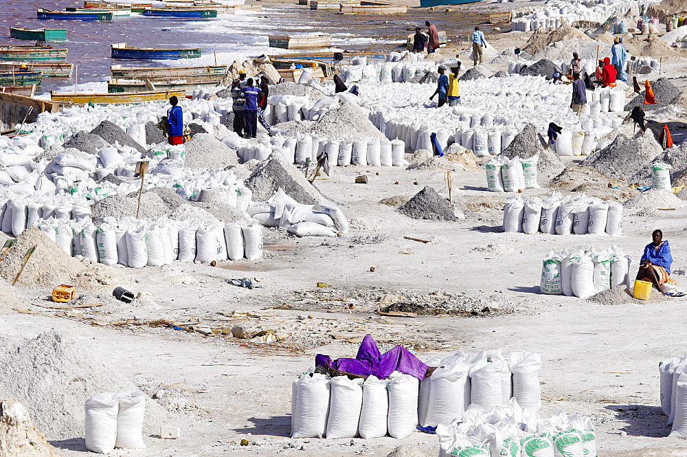 Collecting salt at Redba salt lake (Pink Lake), Senegal, West Africa, Africa