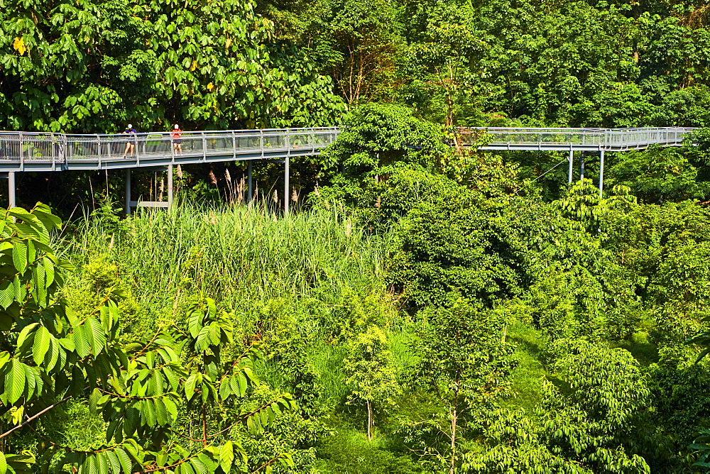 Walk on the Southern Ridges from West Coast Park to Faber Mount, Singapore, Southeast Asia, Asia