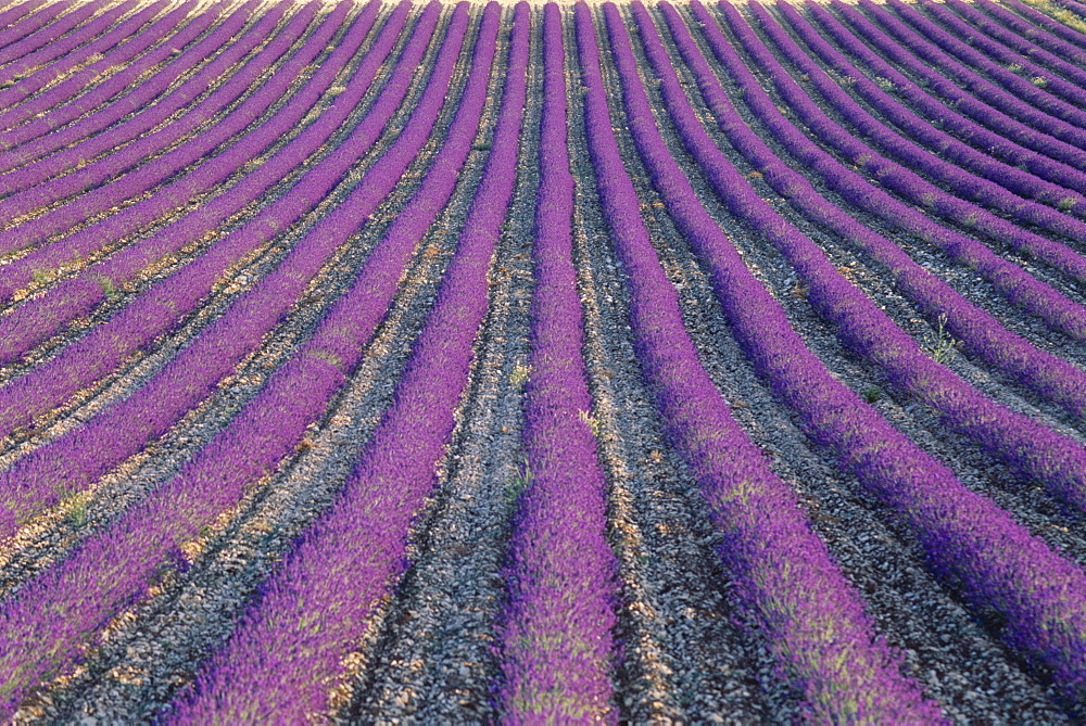 Fields of lavender, Sauli, Vaucluse, Provence, France, Europe