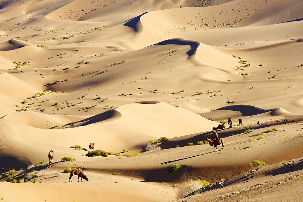 Bactrian camels, Badain Jaran Desert, Gobi Desert, Inner Mongolia, China, Asia