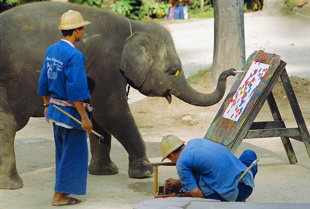 Elephant painting with his trunk, Mae Sa Elephant Camp, Chiang Mai, Thailand, Asia