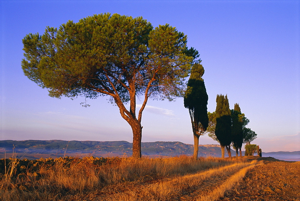 Landscape with cypress trees and parasol pines, Province of Siena, Tuscany, Italy, Europe