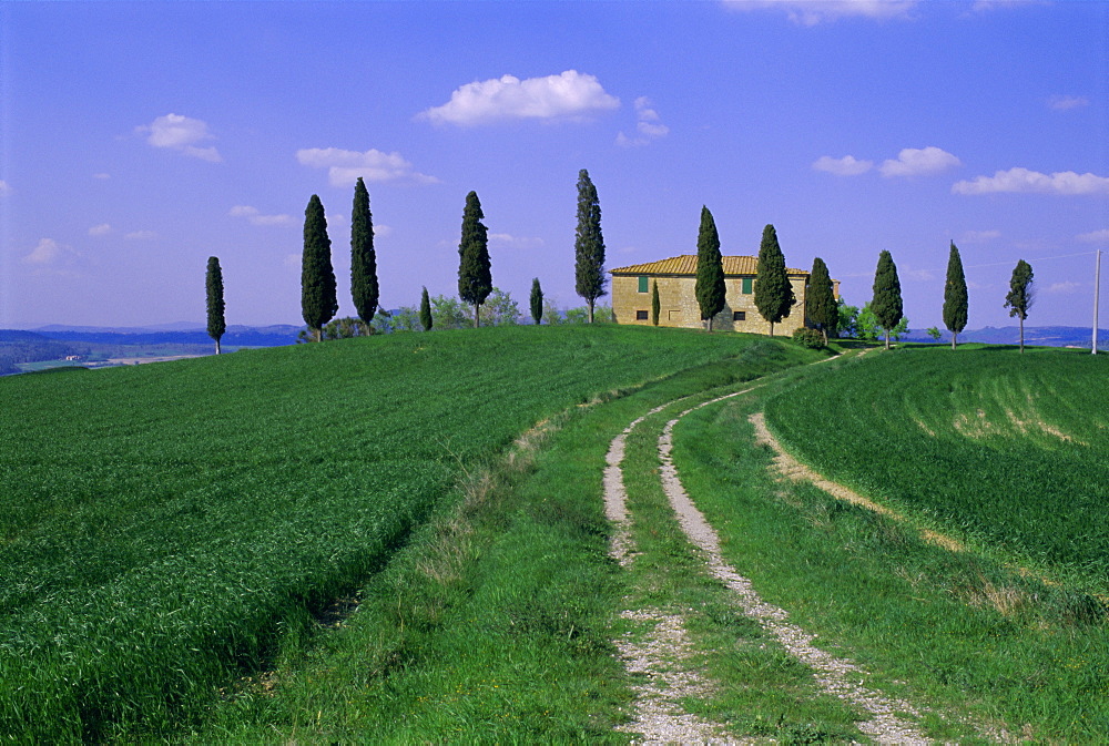 House and cypress trees, Val d'Orcia, Province of Siena, Tuscany, Italy, Europe