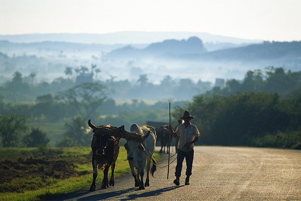 A farmer leading two bullocks along an empty country road, with misty rural landscape in the background, Cuba, West Indies, Central America