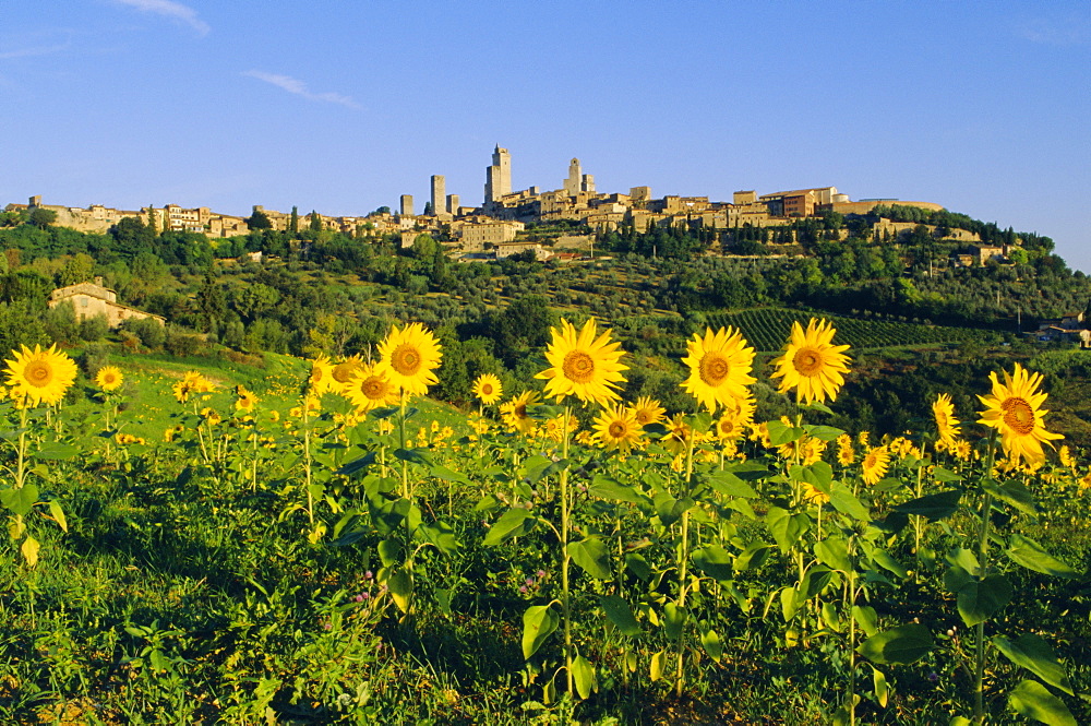 San Gimignano and field of sunflowers, Tuscany, Italy 