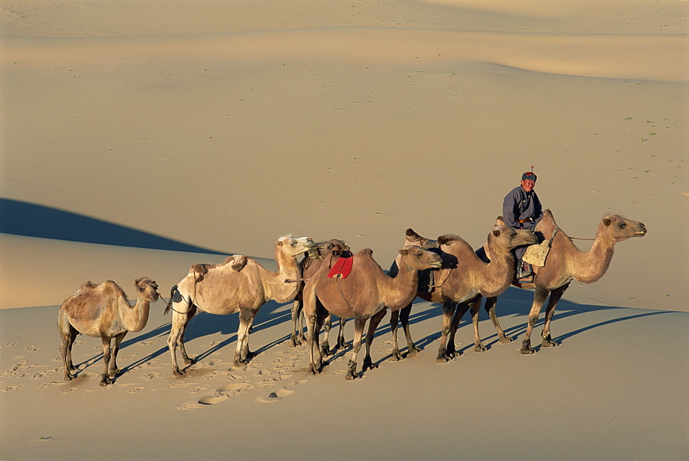 Camel caravan, Dunes de Khongoryn Els, Gobi National Park, Gobi desert, Omnogov, Mongolia, Central Asia, Asia