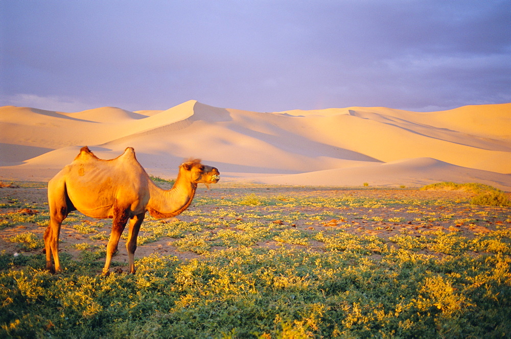 Camel, Gobi Desert National Park, Khongoryn Els Dunes, Omnogov, Mongolia, Asia 