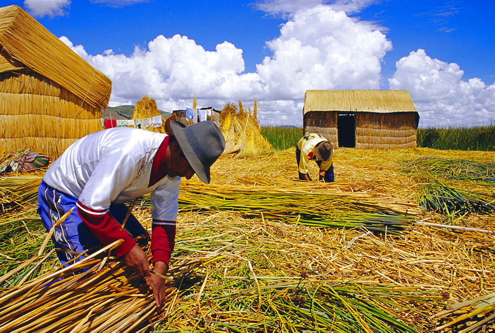 People changing the reeds which support the island, Uros People, Floating Islands, Lake Titicaca, Peru