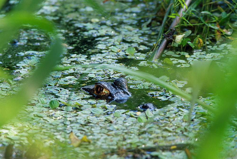 Alligator in pond watching, Parque Nacional Madidi, Bolivia, South America