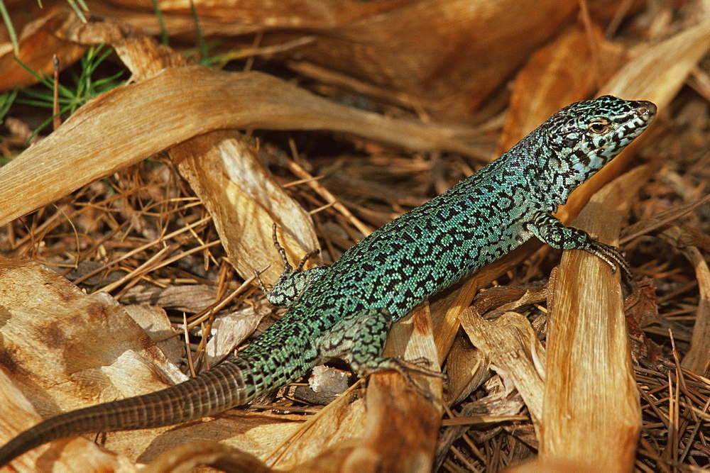 Green lizard (Podarcis pityusensis), Formentera, Balearic Islands, Spain, Mediterranean, Europe