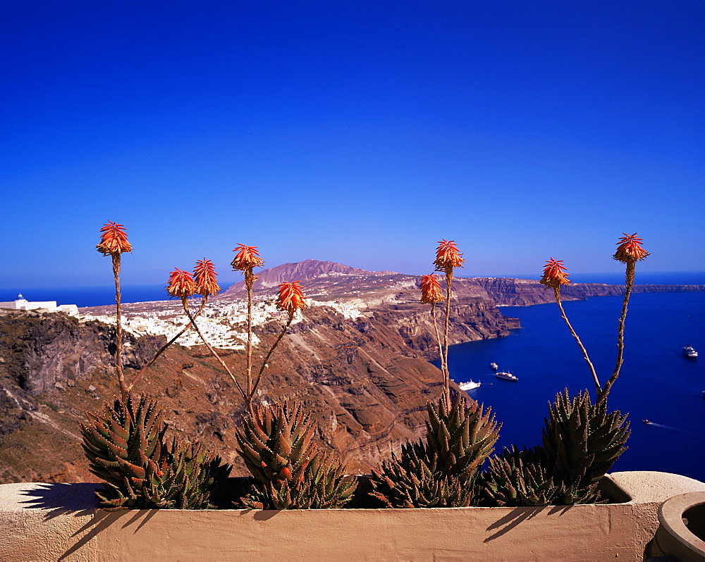 Red flowers and the Caldera, island of Santorini (Thira), Cyclades, Greek Islands, Greece, Europe