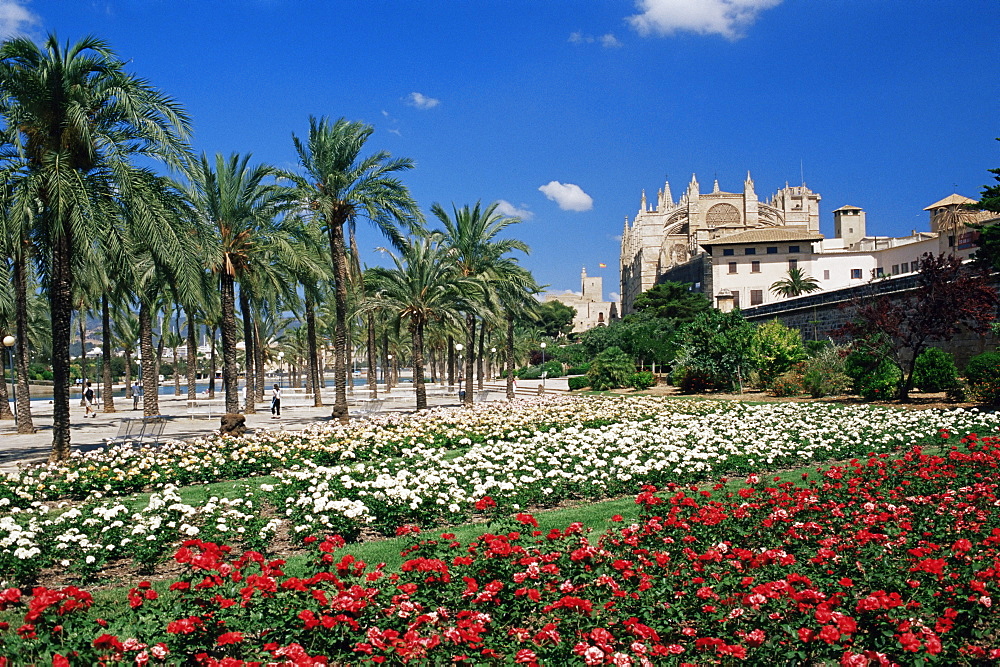 Palma cathedral and gardens of Parc de la Mar square, Palma de Mallorca, Majorca, Balearic Islands, Spain, Mediterranean, Europe