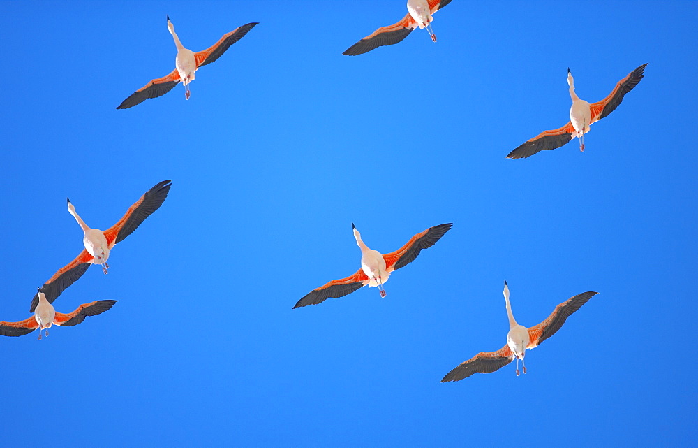 Chilean flamingoes (Phoenicopterus chilensis) in flight, Torres del Paine National Park, Patagonia, Chile, South America