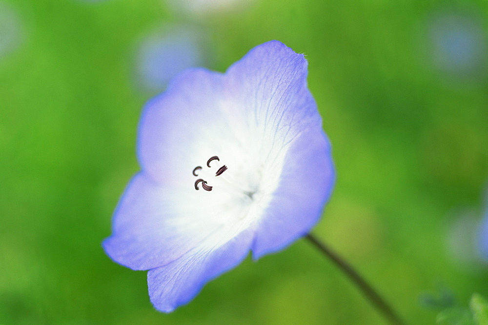 Close-up of the American wild flower, baby blue eyes, in springtime, Santa Barbara Botanical Gardens, Santa Barbara, California, United States of America, North America