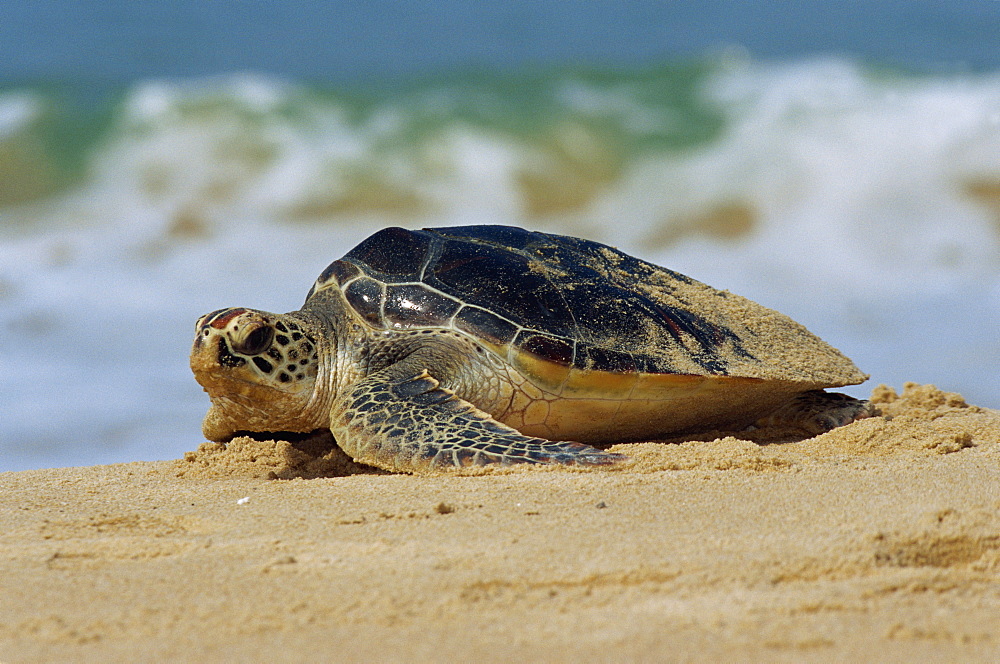 Close-up of a green sea turtle (Chelonia Mydas) coming out of the sea onto a beach, near Hat Mai Khao, Phuket Province, South Thailand, Thailand, Southeast Asia, Asia