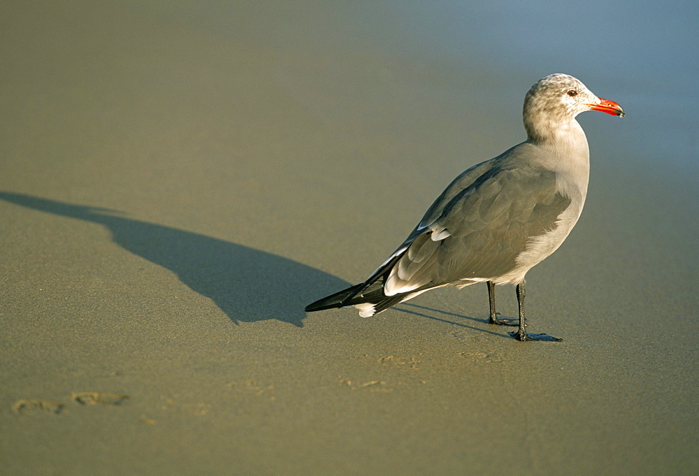 Sea gull on beach, Santa Barbara, California, United States of America, North America