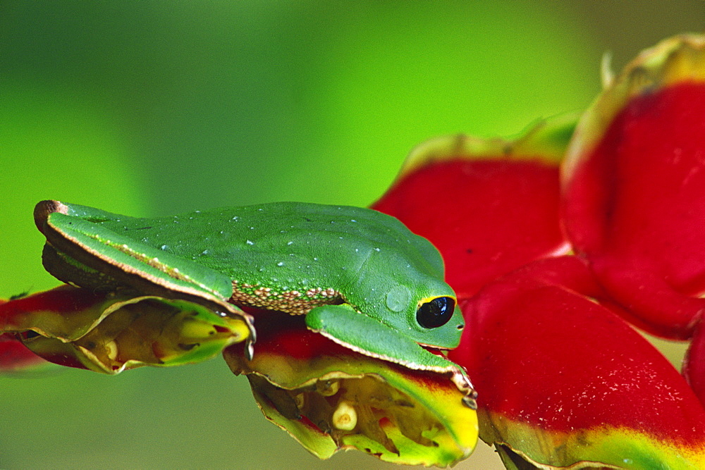 Green frog on a Heliconea flower, Amazonian wildlife, Madidi National Park, Bolivia, South America