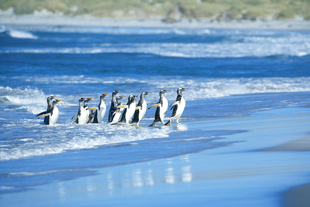 Gentoo penguins (Pygocelis papua papua) coming out of the sea, Sea Lion Island, Falkland Islands, South Atlantic, South America