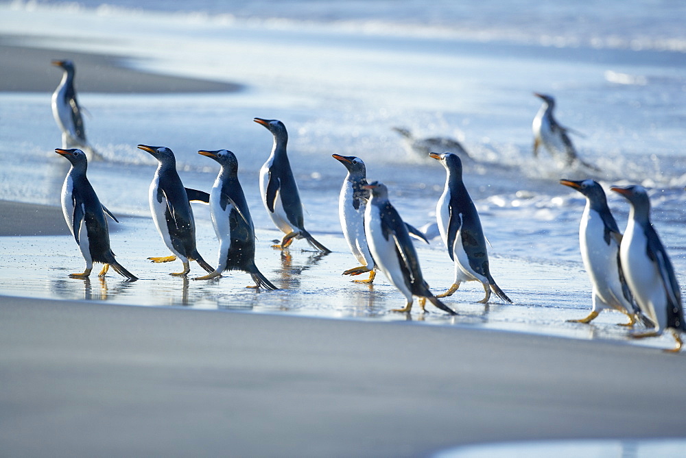 Gentoo penguins (Pygocelis papua papua) walking on the beach, Sea Lion Island, Falkland Islands, South Atlantic, South America