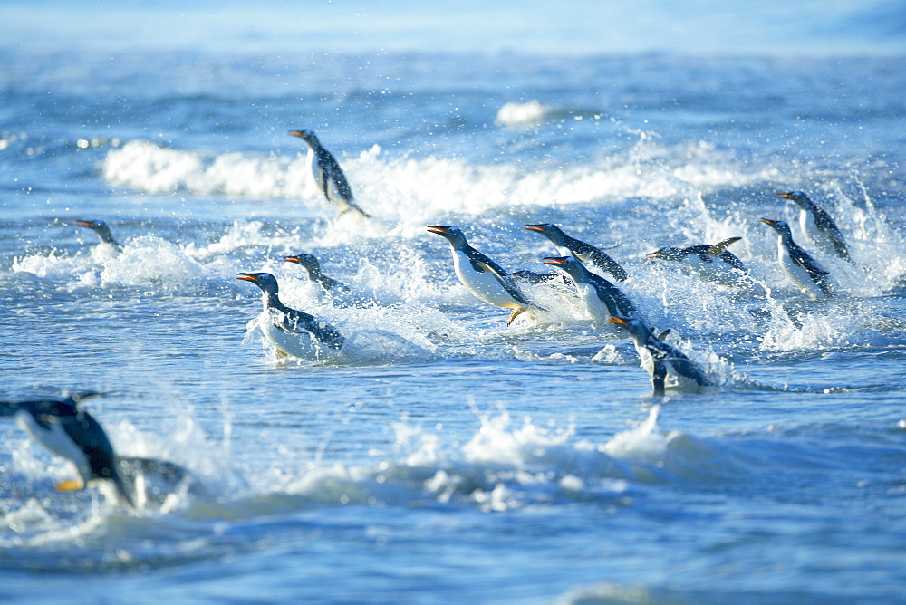 Gentoo penguins (Pygocelis papua papua) jumping out of the water, Sea Lion Island, Falkland Islands, South Atlantic, South America