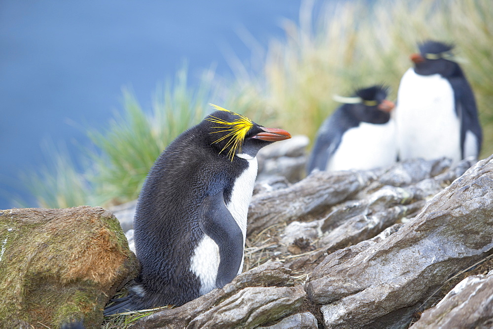 A Macaroni penguin (Eudyptes chrysolophus), East Falkland, Falkland Islands, South Atlantic, South America