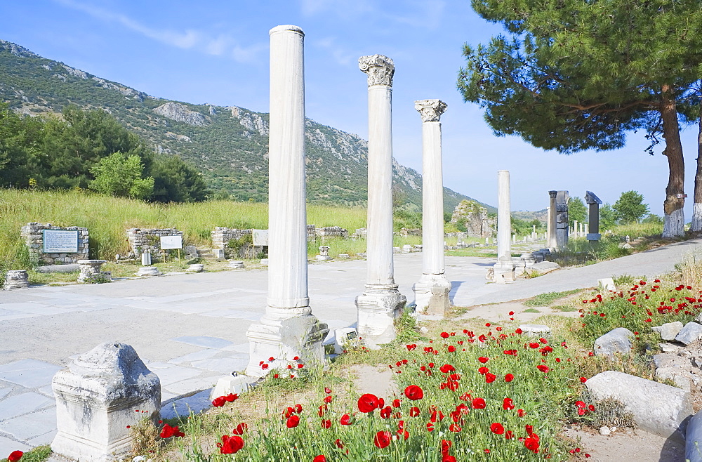 Classical columns located in the ancient commercial Agora, Ephesus, Anatolia, Turkey, Asia Minor, Eurasia