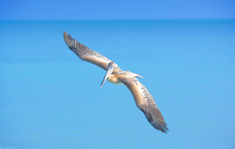 Pelican flying over sea, Key West, Florida, United States of America, North America