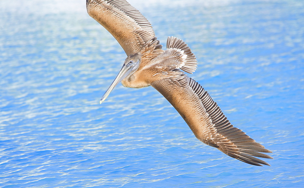 Pelican flying over sea, Key West, Florida, United States of America, North America