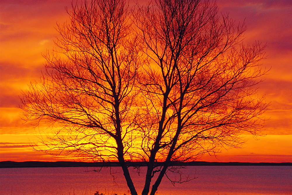 Silhouette of a Birch tree at sunrise, Kouchibouguac National Park, New Brunswick, Canada