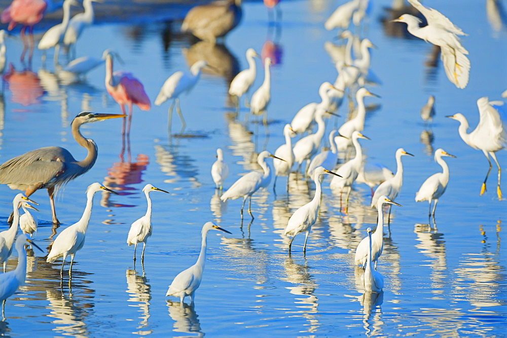 Great egrets (Casmerodius albus), great blue heron (Ardea herodias) and roseate spoonbills (Ajaia ajaja), looking for fish in pond, Sanibel Island, J. N. Ding Darling National Wildlife Refuge, Florida, United States of America, North America