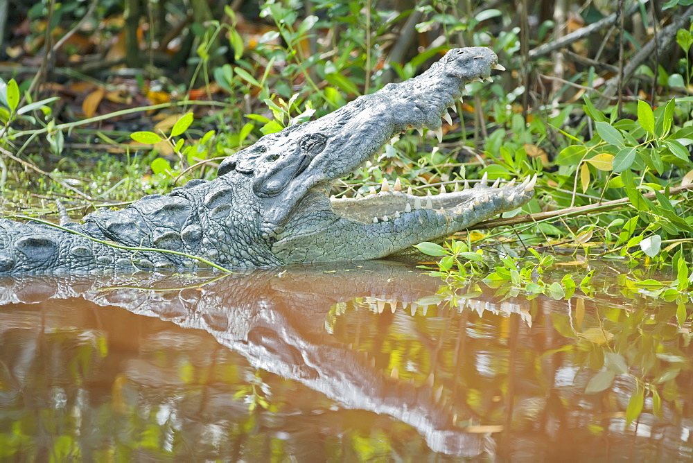 American alligator (Alligator mississipiensis) with open jaws, Sanibel Island, Florida, United States of America, North America