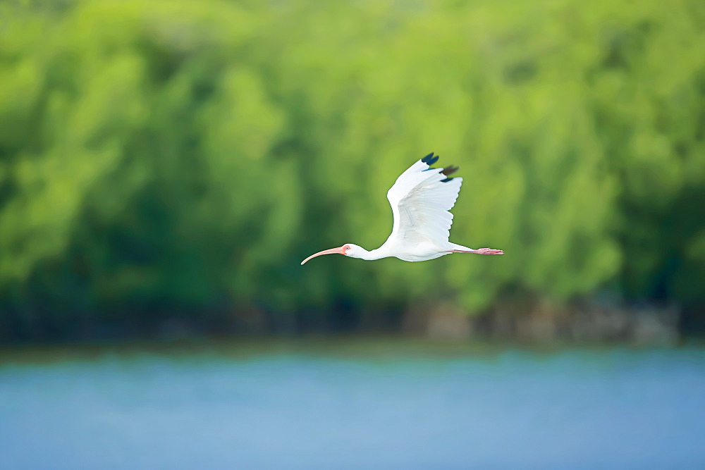 Roseate spoonbill (Ajaia ajaja) in flight, Sanibel Island, J. N. Ding Darling National Wildlife Refuge, Florida, United States of America, North America