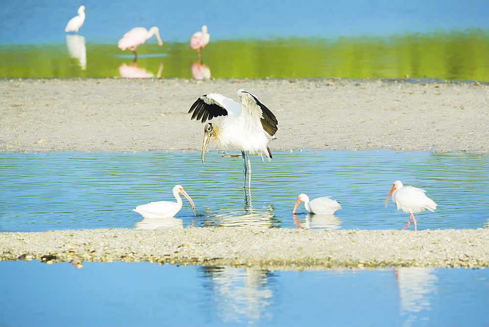 Wood Stork (Mycteria Americana) spreading wings and Roseate Spoonbills (Ajaia ajaja), Sanibel Island, J. N. Ding Darling National Wildlife Refuge, Florida, United States of America, North America