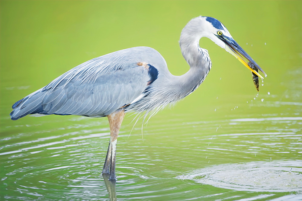 Great blue heron (Ardea herodias) with fish, standing in water, Sanibel Island, J. N. Ding Darling National Wildlife Refuge, Florida, United States of America, North America