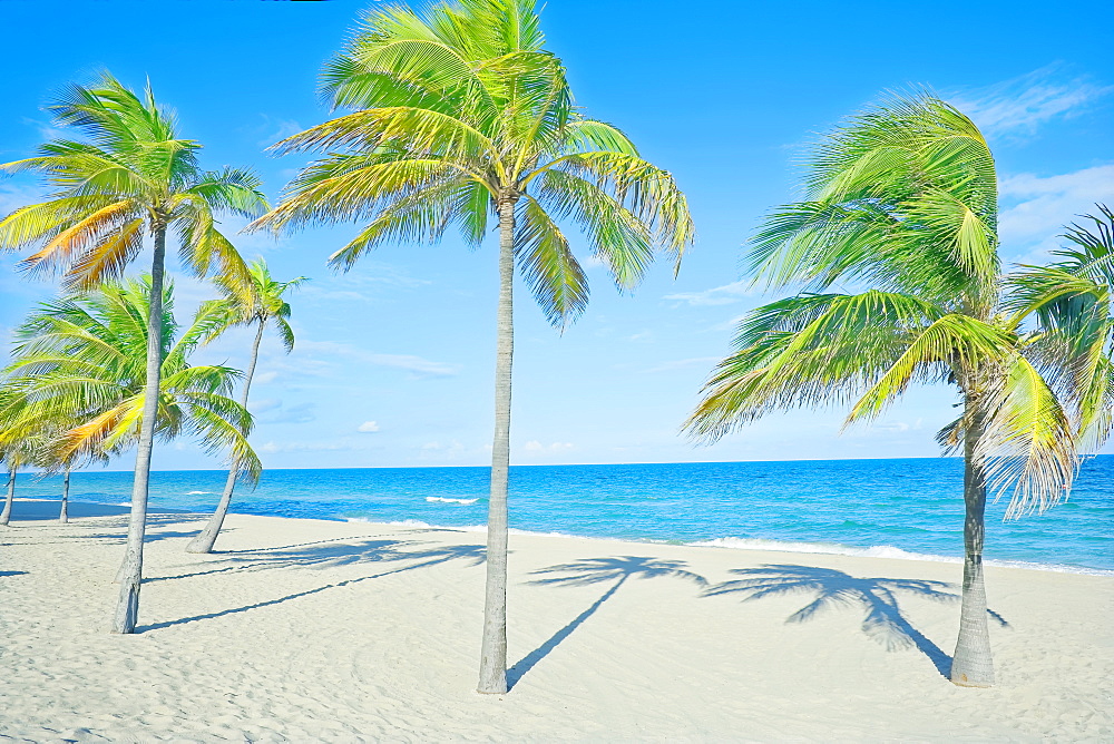 Palm trees on tropical beach, Fort Lauderdale, Florida, United States of America, North America